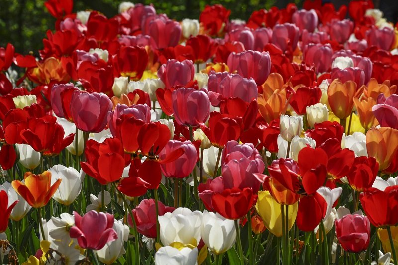 как правильно посадить тюльпаны осенью