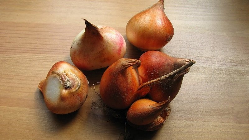 как правильно сажать детки тюльпанов