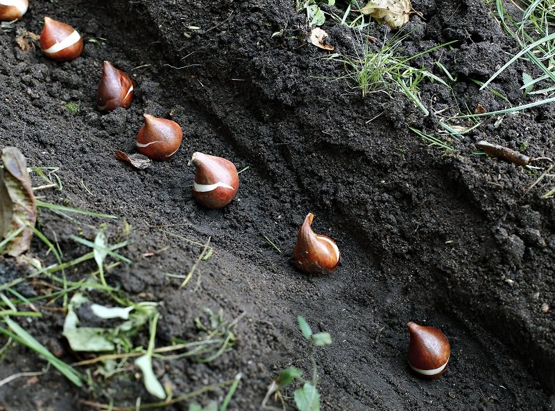 как правильно и красиво посадить тюльпаны