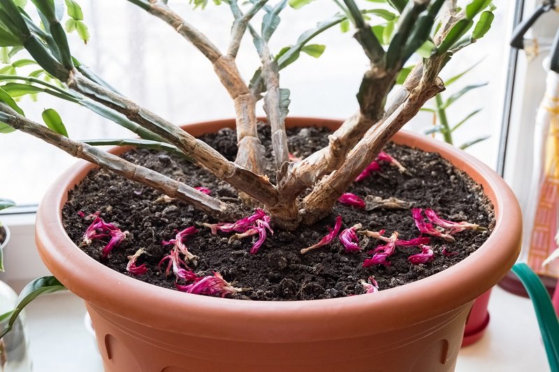 как сажать и ухаживать за декабристом