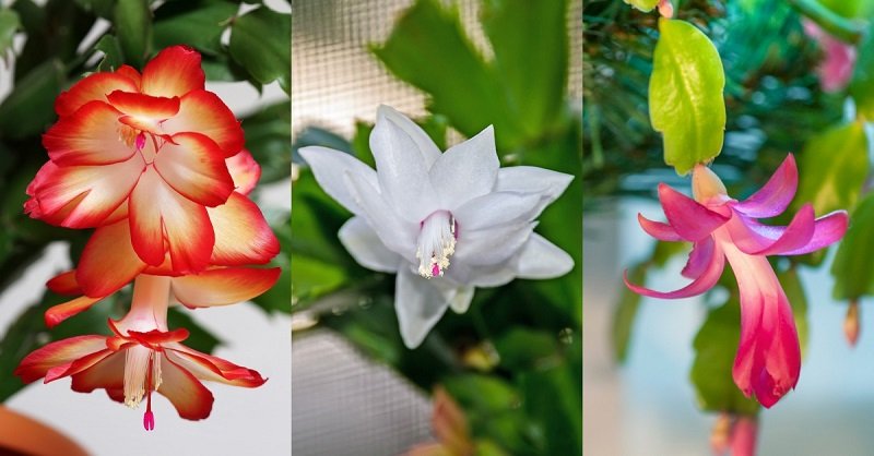 как ухаживать за декабристом цветком