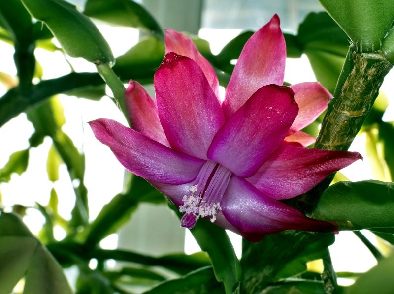 как ухаживать за декабристом цветок