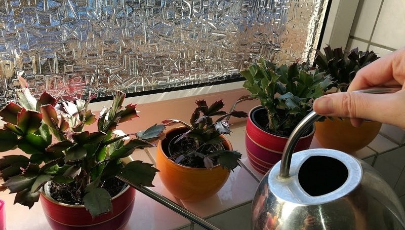 как пересаживать и ухаживать за декабристом