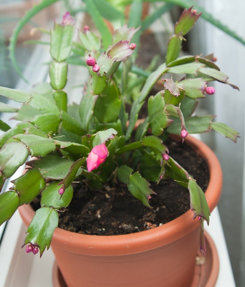 декабрист как ухаживать за ним