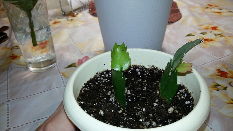 как ухаживать за растением декабрист