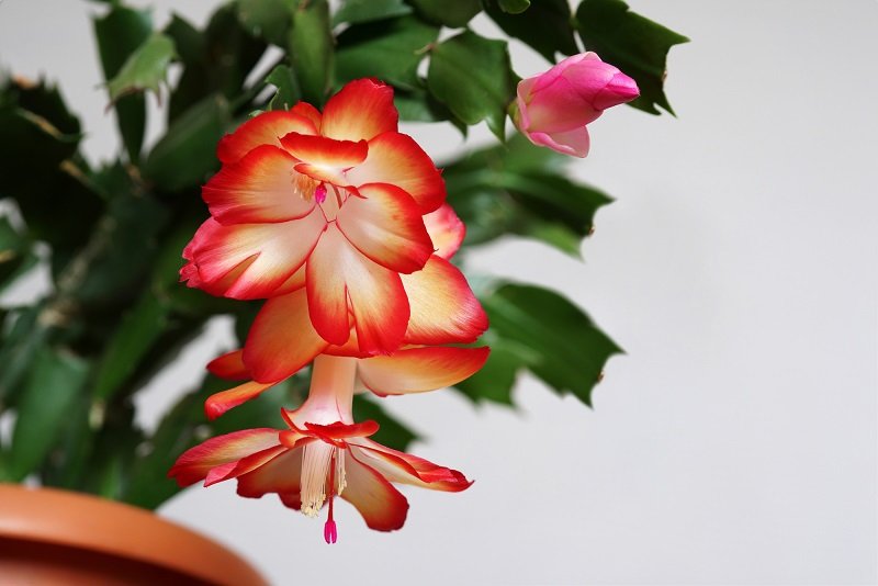 как ухаживать за цветком декабрист