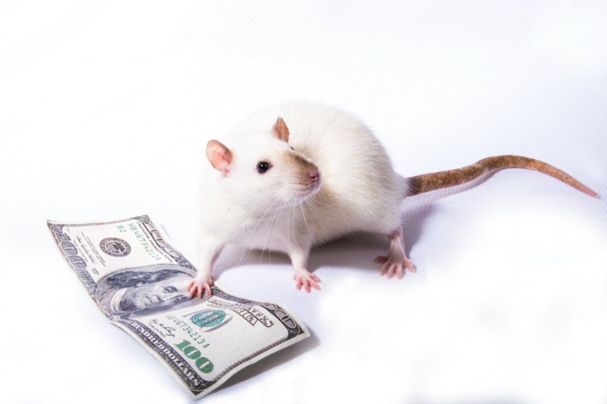 Точный Финансовый Гороскоп Для Крысы На Сегодня