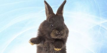 2023 год: как встречать и что готовить