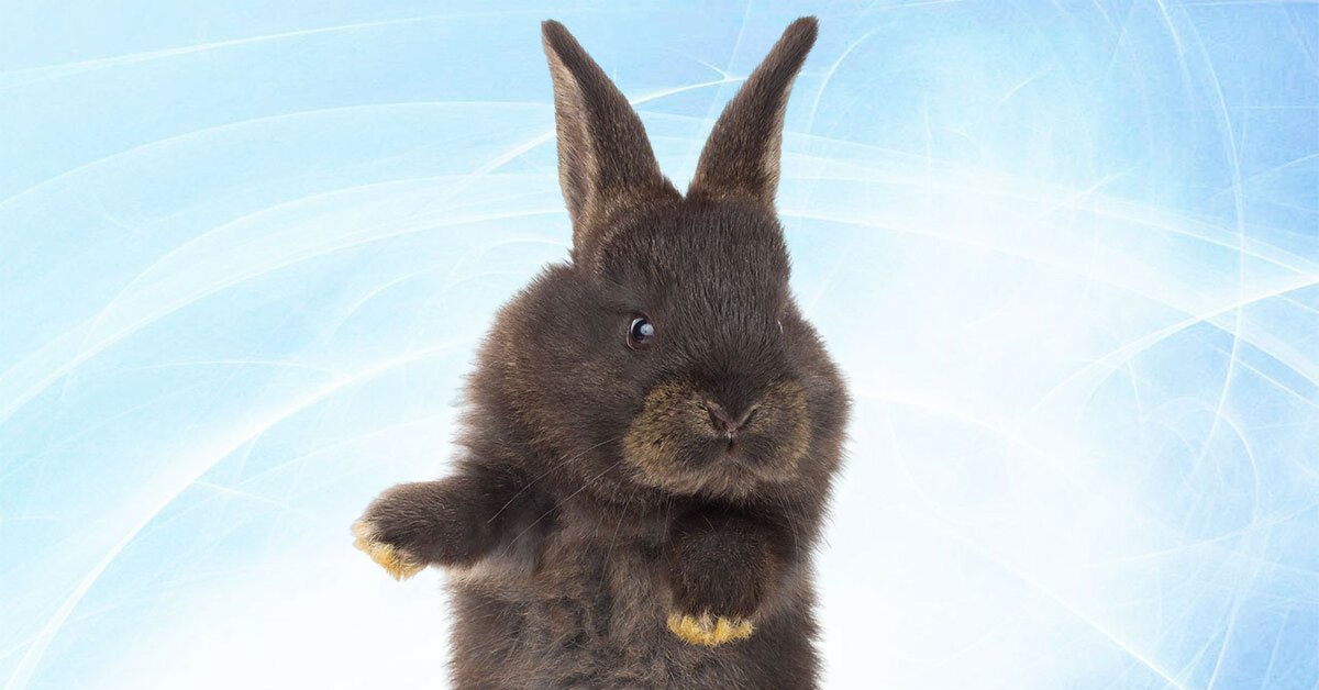 2023 год: как встречать и что готовить