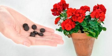 активированный уголь для растений