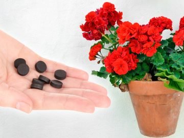 активированный уголь для растений