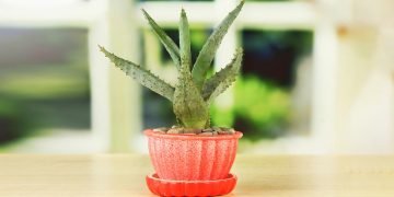 алоэ на кухне