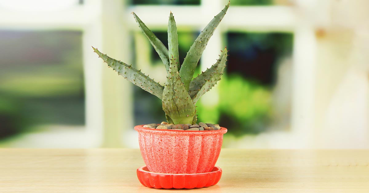 алоэ на кухне