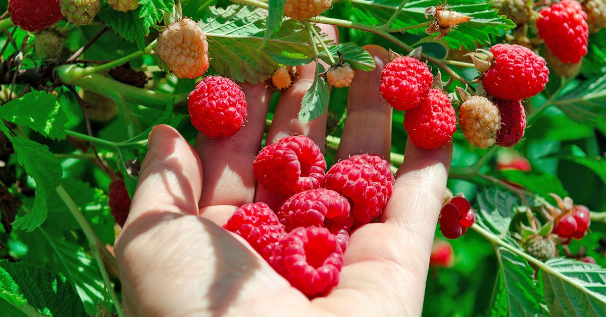 апрельские растения