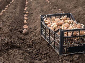 апрельский посевной календарь