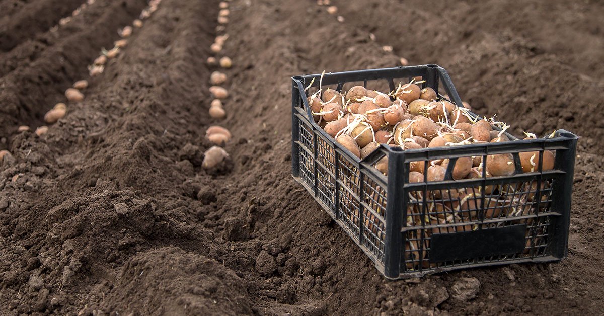апрельский посевной календарь