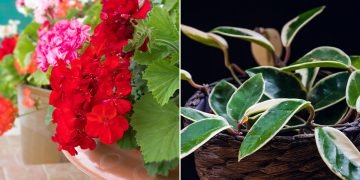 Ароматные растения