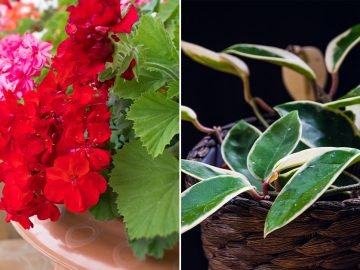 Ароматные растения