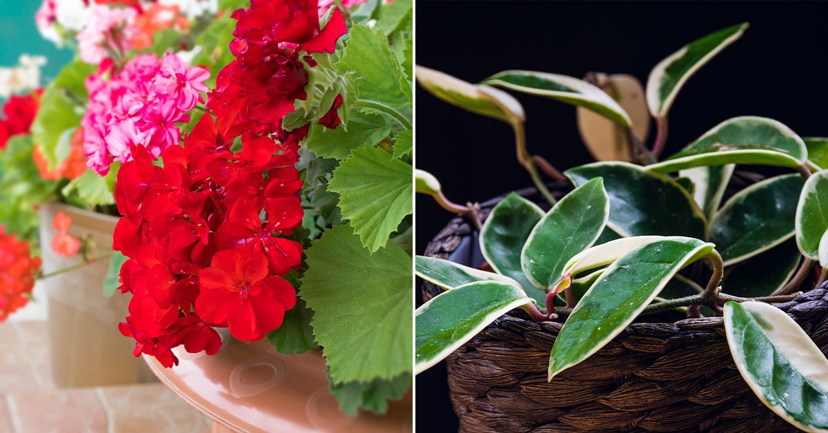 Ароматные растения