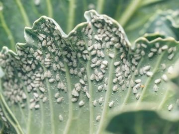 белокрылка