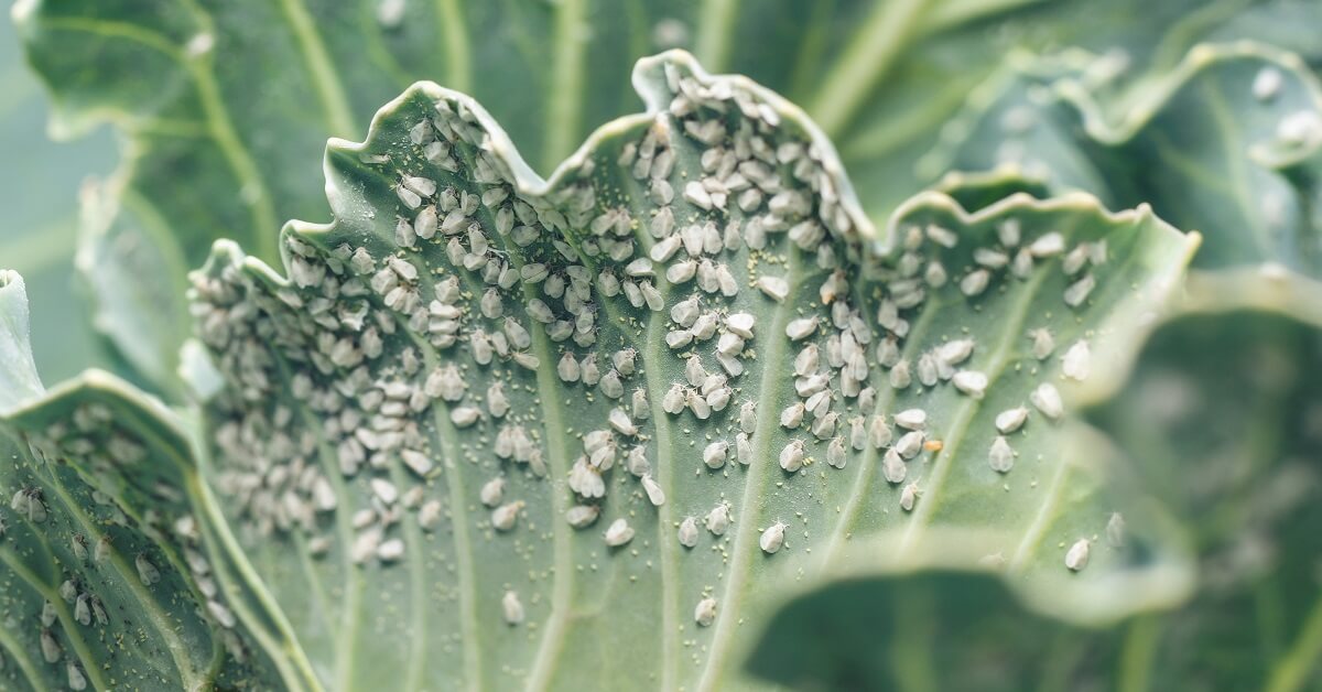 белокрылка