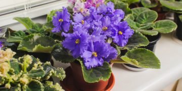 Благоприятные комнатные растения