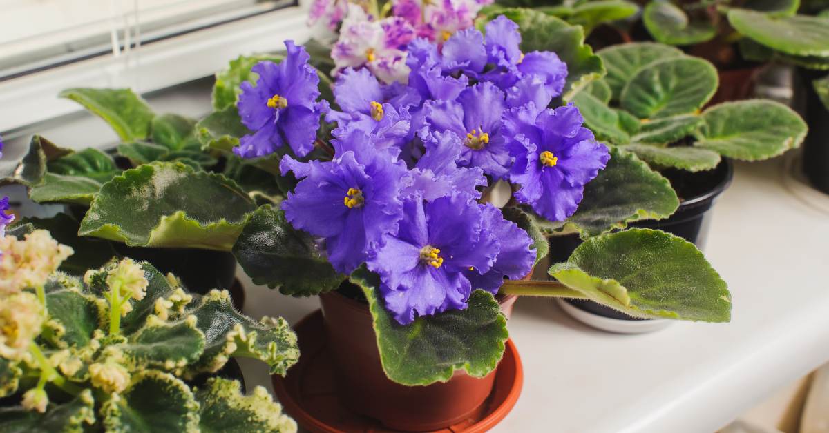 Благоприятные комнатные растения