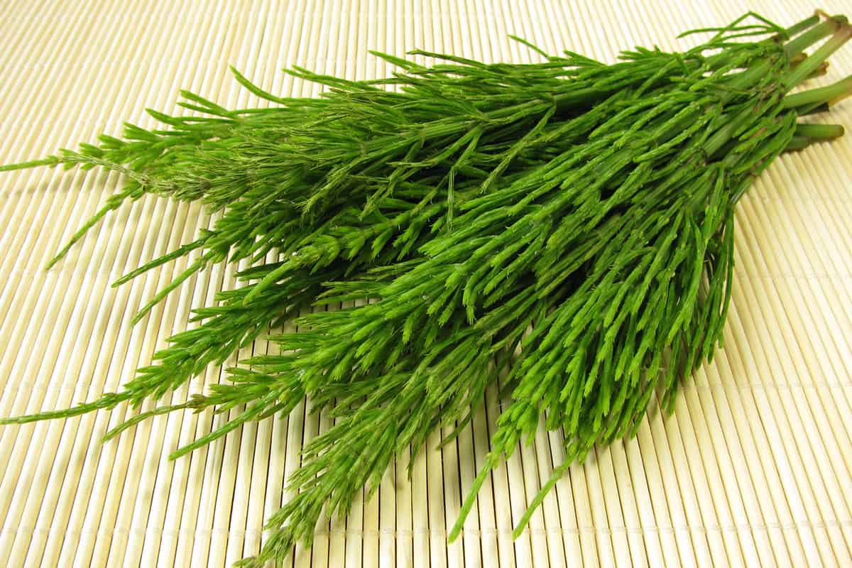 чем опрыскать от фитофторы