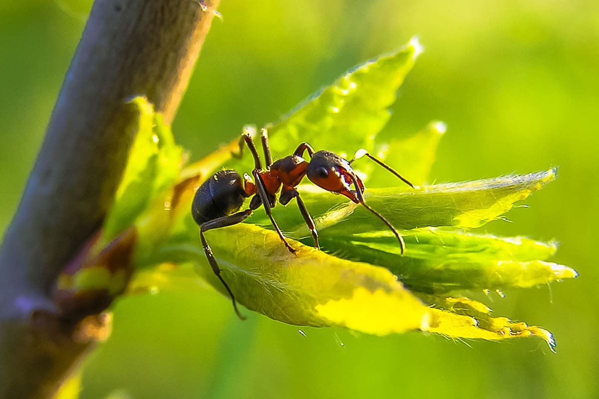 борьба с муравьями на участке
