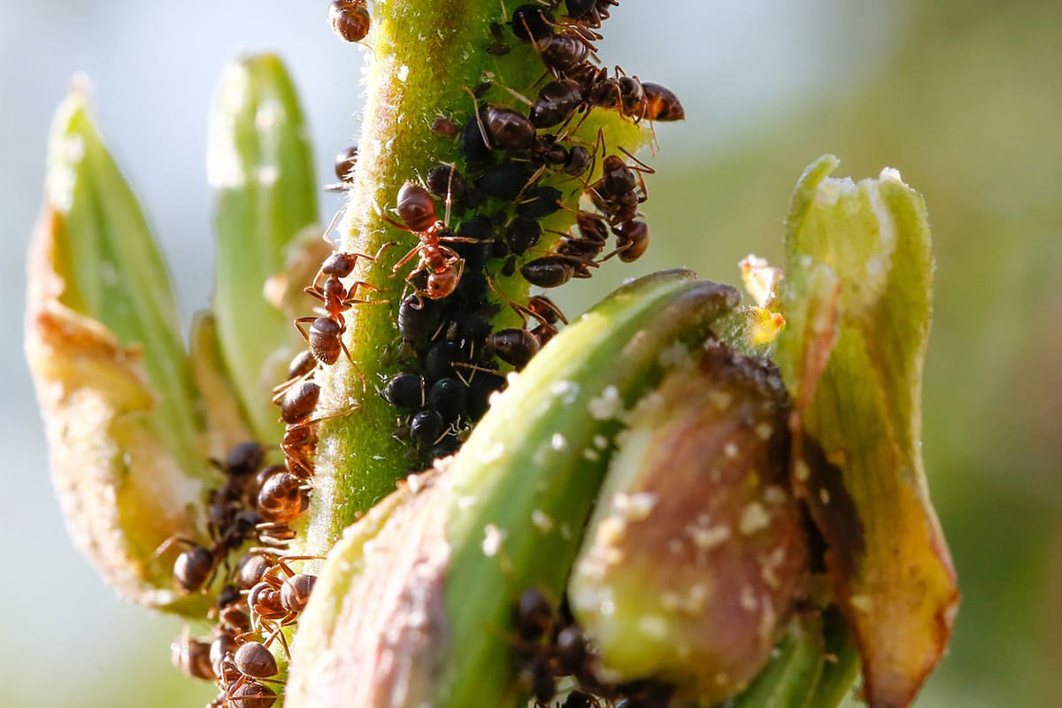 борьба с муравьями на садовом участке