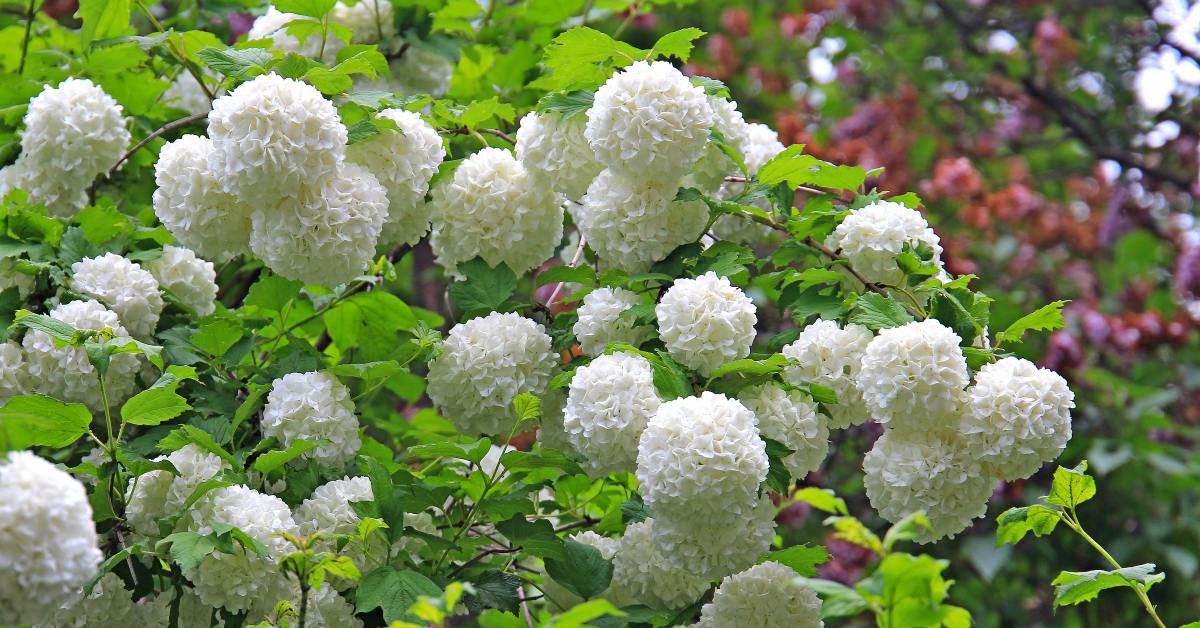 Бульденеж кустарник