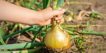 Чем лучше подкормить лук