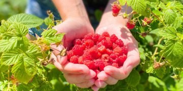 Чем лучше подкормить малину