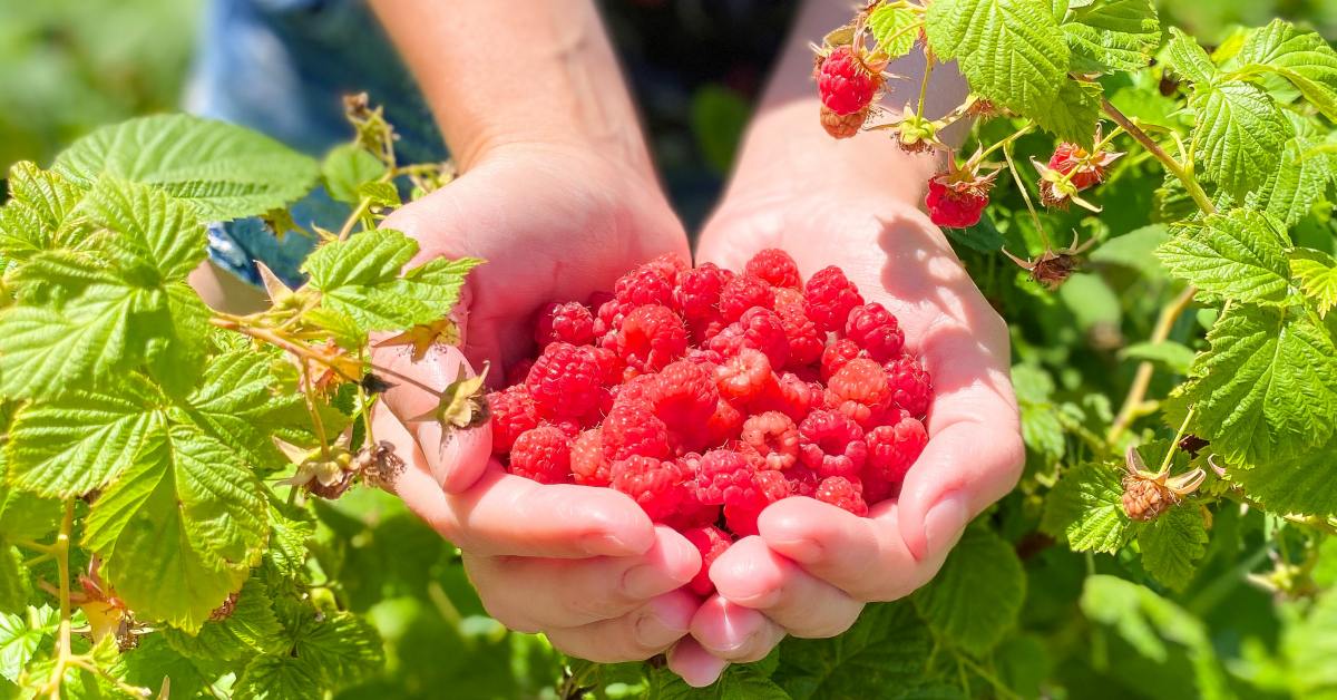 Чем лучше подкормить малину