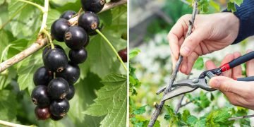 Чем обработать кусты смородины