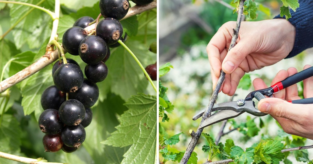 Чем обработать кусты смородины