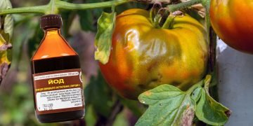 Чем обработать помидоры от фитофторы