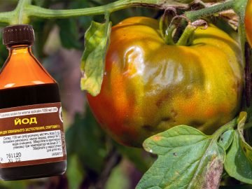 Чем обработать помидоры от фитофторы