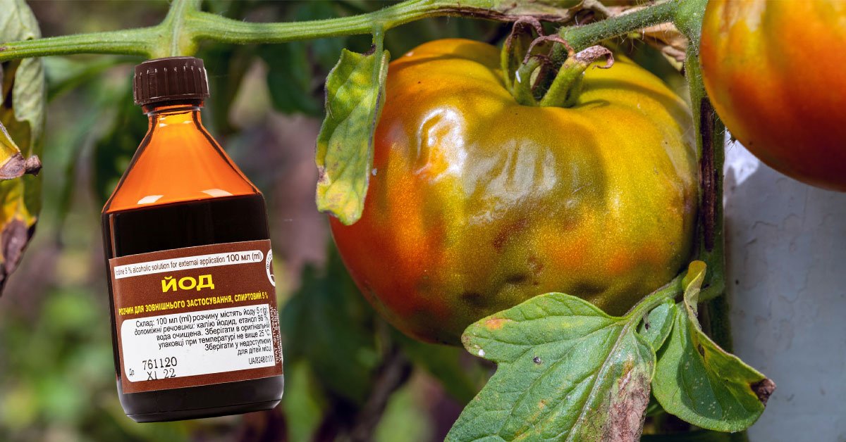 Чем обработать помидоры от фитофторы
