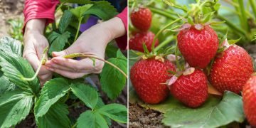 Чем подкормить цветущую клубнику