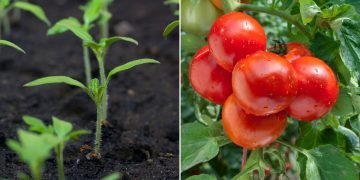 Чем подкормить домашние помидоры