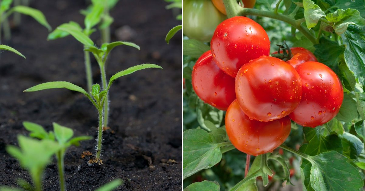 Чем подкормить домашние помидоры