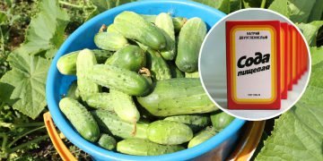 Чем подкормить домашний огурец