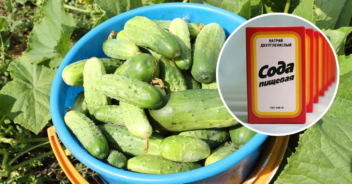 Чем подкормить домашний огурец