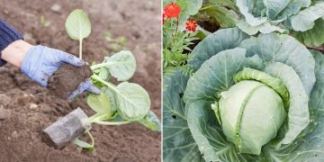 Чем подкормить капусту после высадки