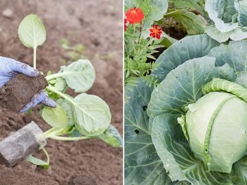 Чем подкормить капусту после высадки