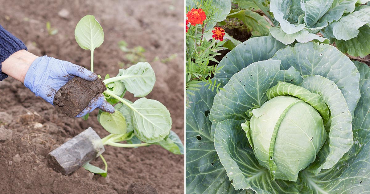 Чем подкормить капусту после высадки