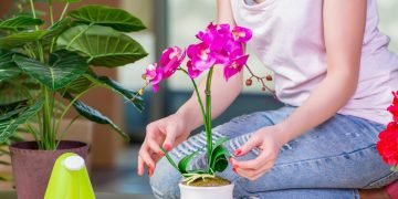 Чем подкормить орхидею