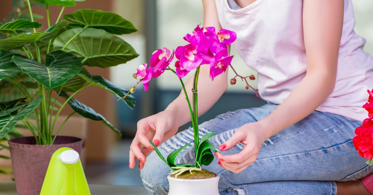 Чем подкормить орхидею