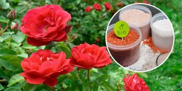 Чем подкормить розы для пышного цветения